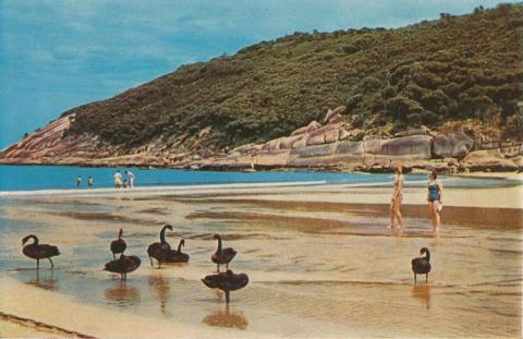 Swans on the beach at Norman Bay, Wilson's Promontory