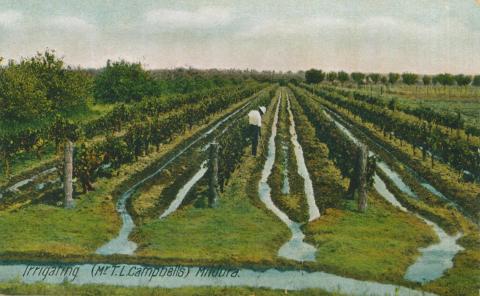 Irrigating (Mr T.L. Campbell's) Mildura