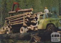 Softwood logging, Bright