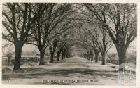 The Avenue of Honour, Bacchus Marsh