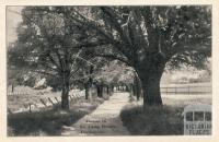 Avenue in the Camp Reserve, Castlemaine, 1915