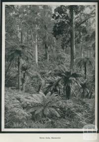 Nyora Gully, Healesville, 1918