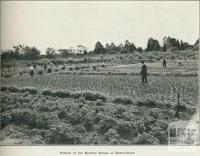 Portion of the Burnley School of Horticulture, 1918