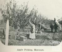 Apple picking, Harcourt, 1918