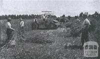 Harvesting, Ballarat Agricultural High School, 1916