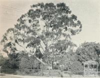 Largest Tree in the District, Blackburn, 1956