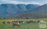 Lauriston Dairy Herd, Buckland Valley, Mount Buffalo in the background, c1960