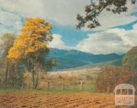 Mount Beauty township with Mount Bogong beyond