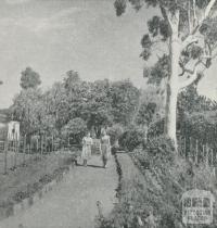 Botanical Gardens, Maryborough, 1959