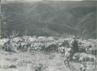 Hereford cattle being mustered on the Dargo High Plains, c1952