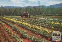 Tulip Farm, Monbulk, 1958