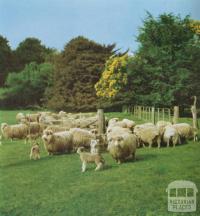 Stud ewes and lambs, Noorat, 1958