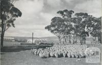 Sheep awaiting shearing, Skipton, 1958