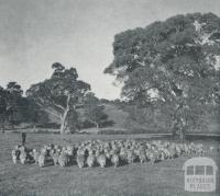 Stud Corriedale ewes and lambs, Harrow, 1958