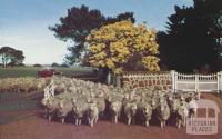 Merino flock, Rokewood, 1958