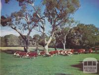 Hereford stud cows and calves, Shelford, 1958