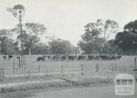 Hereford cattle, Konongwootong, 1958