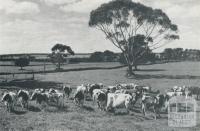 Stud Ayrshire herd, Derrinallum, 1958