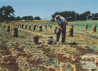 Onion Harvest, Koroit, 1958