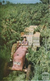 Harvesting peaches, Goulburn Valley, 1958