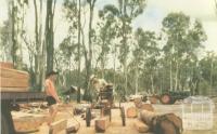 Sleepers are cut for Victorian Railways, Barmah, 1960