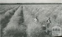 Asparagus crop, Dalmore, 1955