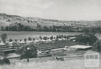 Saw milling, kiln seasoning and planing mill, Swifts Creek, 1955