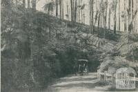 Black Spur Road, Healesville, 1911