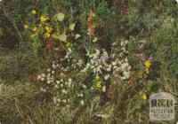 Wildflowers, Wilson's Promontory