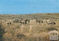 Emus, Wilson's Promontory