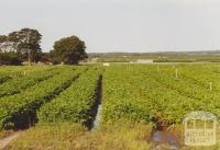 Market garden, corner Boneo and Browns Roads, Boneo, 2005