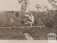 Watering young trees, Wyuna irrigation farm, 1908