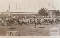 Mr Strickland's dairy herd, Darnum, 1909