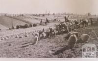 Harvesting onions at Neerim South, 1911