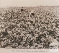 Cora Lynn beet crop, 1912