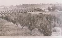 Mr Finger's citrus plantation, Doncaster, 1912