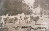 Mr Gordon Lyon's Jerseys, Banyule, 1917