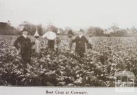 Beet crop at Cowwarr, 1920