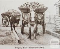 Weighing beets, Powerscourt siding, Maffra, 1920