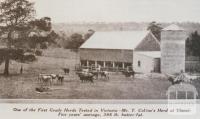 Mr T Collin's herd at Yinnar, 1931