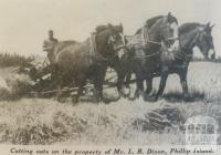 Cutting oats, Phillip Island, 1940