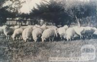 Border Leicesters on Phillip Island, 1940