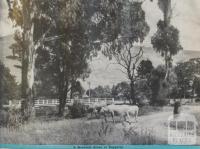 Roadside scene at Taggerty, 1946