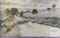 On the road to Yarck, 1947