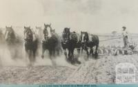 Ten horse team on Nyah West farm, 1947