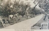 Harvesting Pullar peaches, Cobram district, 1952