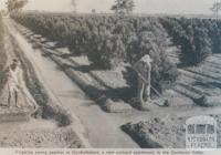 Irrigating young peaches 'Invergordon', 1963