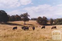 Cattle, Newmerella, 2011