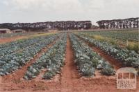 Farm, Werribee South, 2013