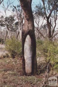 Scar Tree, Eynesbury, 2012